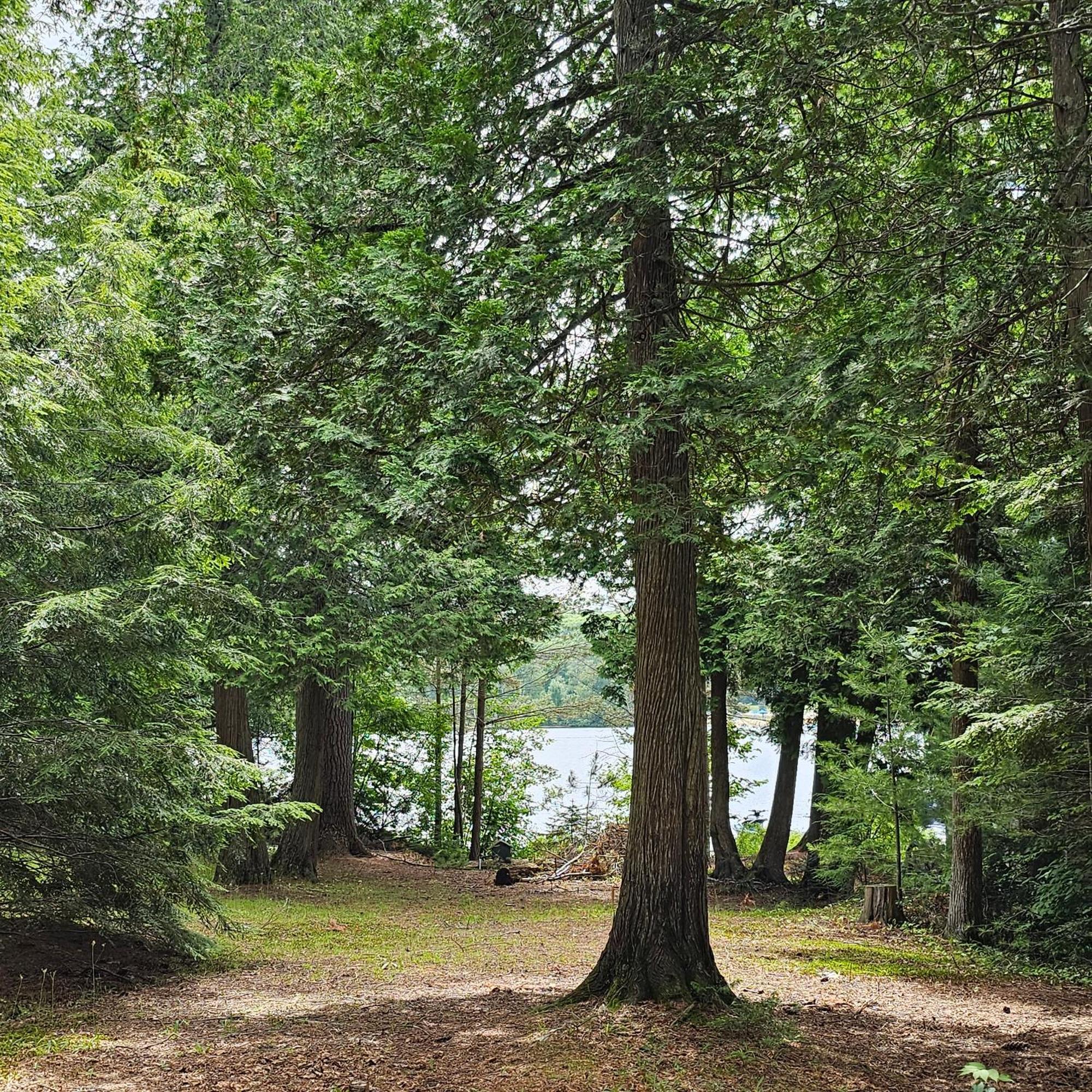 Parkway Cottage Resort And Trading Post Dwight Buitenkant foto